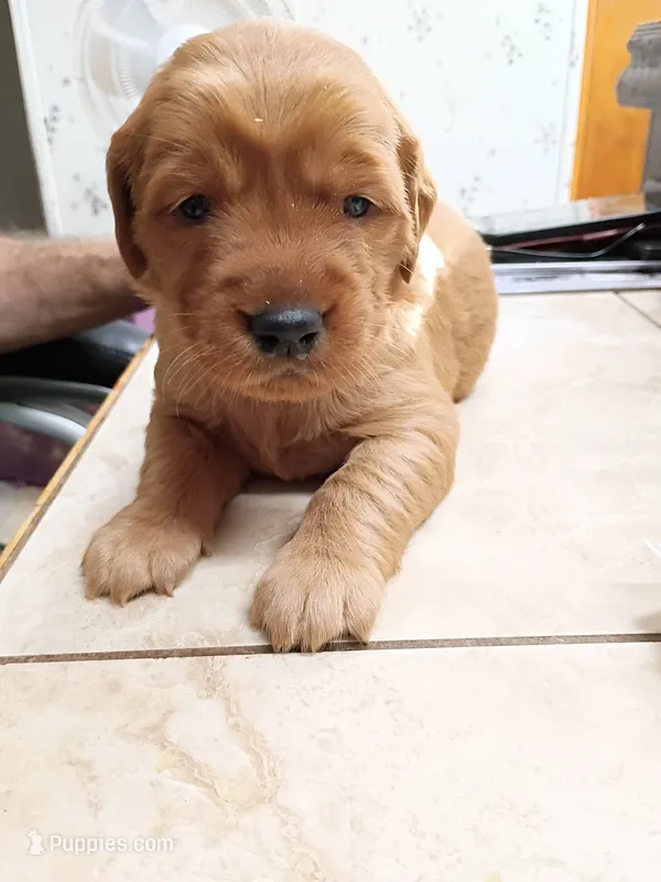 Olivia – Golden Retriever puppy for sale in Skipperville, AL