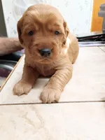 Olivia, a female Golden Retriever for sale in Skipperville, AL – 1 of 1