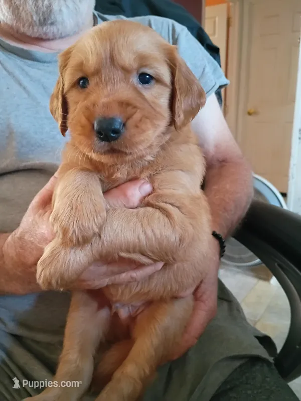 Blaze  – Golden Retriever puppy for sale in Skipperville, AL