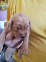 Louie, a male Golden Retriever for sale in Skipperville, AL – Photo 1 of 2