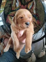Louie, a male Golden Retriever for sale in Skipperville, AL – Photo 2 of 2