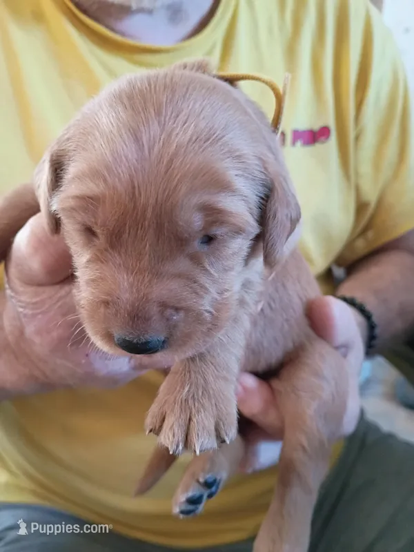 #3 – Golden Retriever puppy for sale in Skipperville, AL