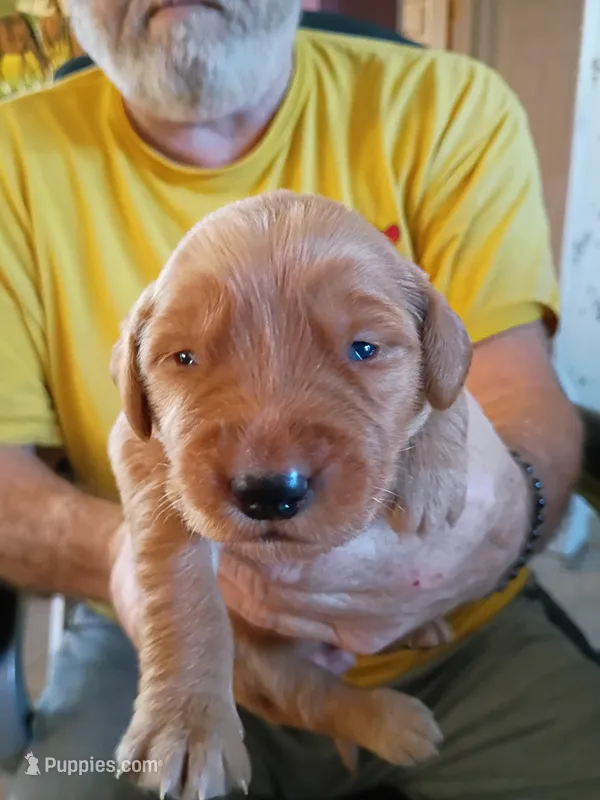 #5 – Golden Retriever puppy for sale in Skipperville, AL