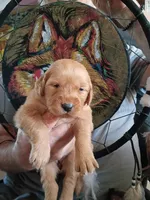 Jane, a female Golden Retriever for sale in Skipperville, AL – Photo 2 of 2