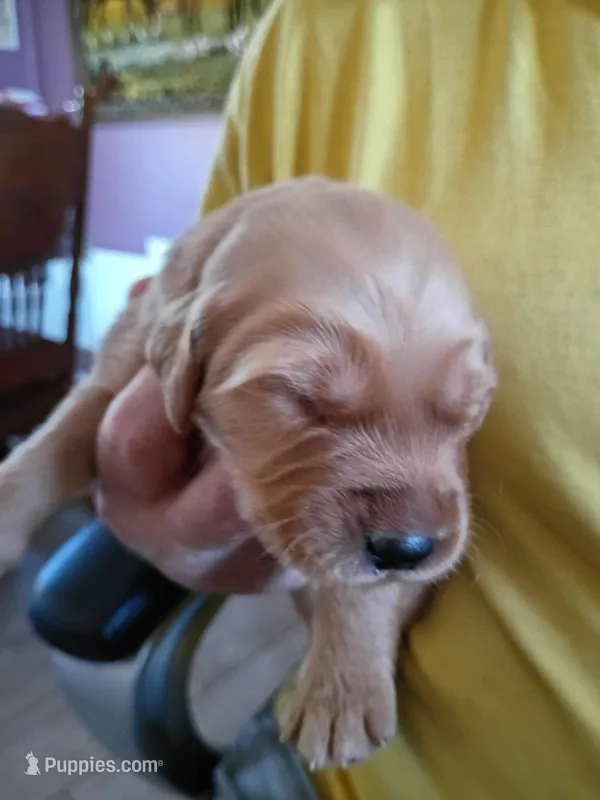 #9 – Golden Retriever puppy for sale in Skipperville, AL