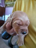 Dewey, a male Golden Retriever for sale in Skipperville, AL – Photo 1 of 2