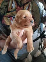 Dewey, a male Golden Retriever for sale in Skipperville, AL – Photo 2 of 2