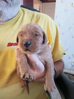 Judy, a female Golden Retriever for sale in Skipperville, AL – Photo 1 of 2