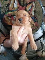 Judy, a female Golden Retriever for sale in Skipperville, AL – Photo 2 of 2