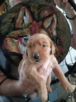 Pebbles, a female Golden Retriever for sale in Skipperville, AL – Photo 2 of 2