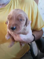 Pebbles, a female Golden Retriever for sale in Skipperville, AL – Photo 1 of 2