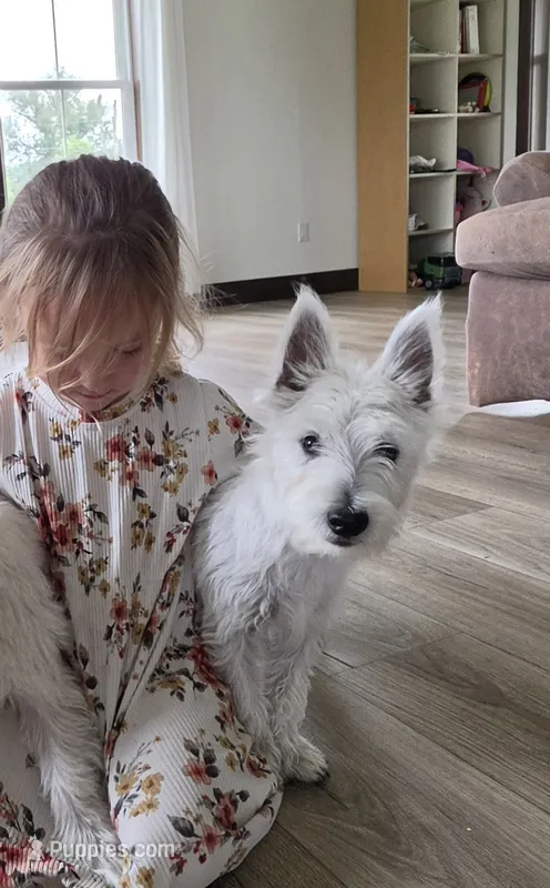 Teddy – West Highland White Terrier puppy for sale in Port Royal, PA