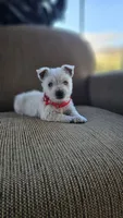 Tilley , a female West Highland White Terrier for sale in Port Royal, PA – Photo 6 of 6