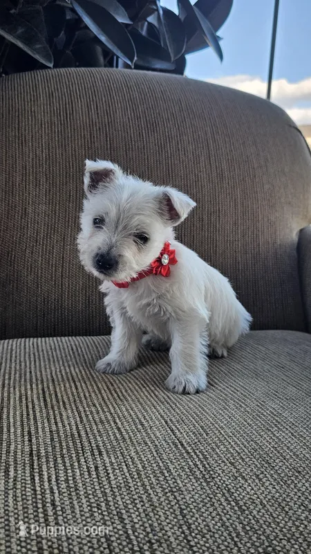 Tilley  – West Highland White Terrier puppy for sale in Port Royal, PA