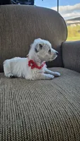 Tilley , a female West Highland White Terrier for sale in Port Royal, PA – Photo 4 of 6