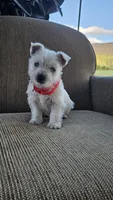 Tilley , a female West Highland White Terrier for sale in Port Royal, PA – Photo 2 of 6
