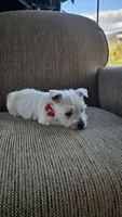 Tilley , a female West Highland White Terrier for sale in Port Royal, PA – Photo 5 of 6