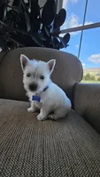 Tucker, a male West Highland White Terrier for sale in Port Royal, PA – Photo 6 of 7