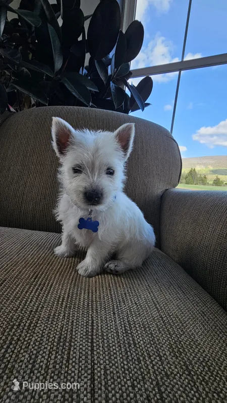 Tucker – West Highland White Terrier puppy for sale in Port Royal, PA
