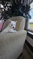 Tucker, a male West Highland White Terrier for sale in Port Royal, PA – Photo 3 of 7