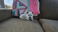 Tucker, a male West Highland White Terrier for sale in Port Royal, PA – Photo 5 of 7