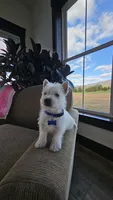 Tucker, a male West Highland White Terrier for sale in Port Royal, PA – Photo 4 of 7