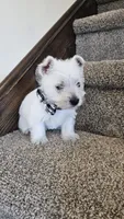 Lilly, a female West Highland White Terrier for sale in Port Royal, PA – Photo 6 of 6