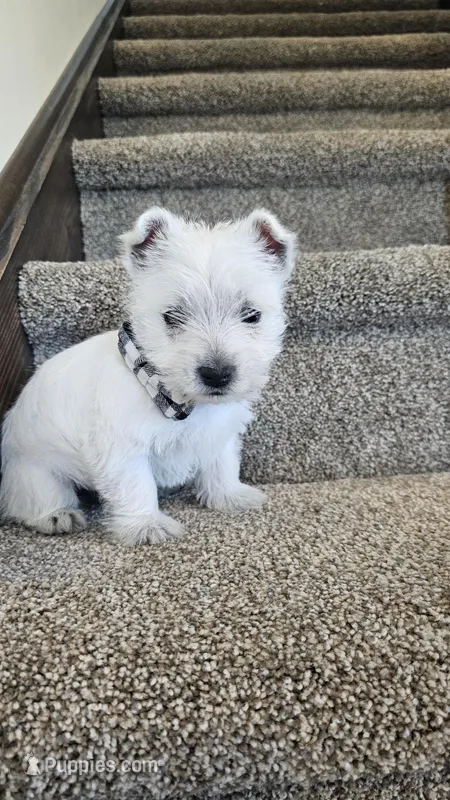 Lilly – West Highland White Terrier puppy for sale in Port Royal, PA