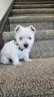 Lilly, a female West Highland White Terrier for sale in Port Royal, PA – Photo 1 of 6