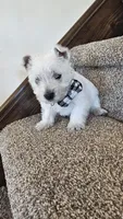Lilly, a female West Highland White Terrier for sale in Port Royal, PA – Photo 4 of 6