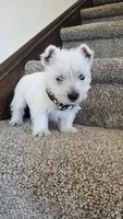 Lilly, a female West Highland White Terrier for sale in Port Royal, PA – Photo 5 of 6