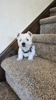 Lilly, a female West Highland White Terrier for sale in Port Royal, PA – Photo 2 of 6