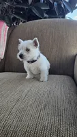 Tiana, a female West Highland White Terrier for sale in Port Royal, PA – Photo 4 of 4