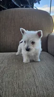 Tiana, a female West Highland White Terrier for sale in Port Royal, PA – Photo 2 of 4