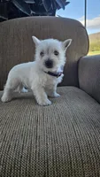 Tiana, a female West Highland White Terrier for sale in Port Royal, PA – Photo 3 of 4