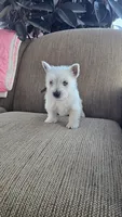 Tiana, a female West Highland White Terrier for sale in Port Royal, PA – Photo 1 of 4
