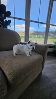 Teddy, a male West Highland White Terrier for sale in Port Royal, PA – Photo 5 of 5