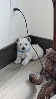 Teddy, a male West Highland White Terrier for sale in Port Royal, PA – Photo 2 of 5