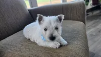 Teddy, a male West Highland White Terrier for sale in Port Royal, PA – Photo 3 of 5