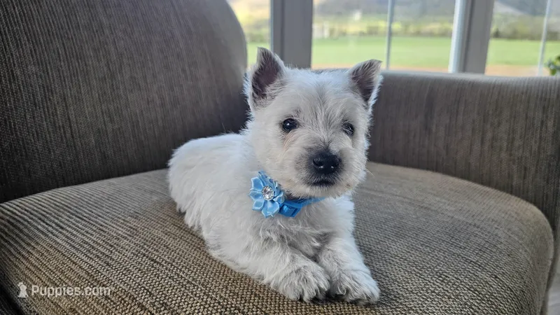 Teddy – West Highland White Terrier puppy for sale in Port Royal, PA