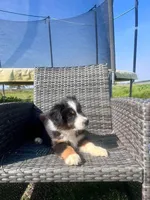 Thumper, a male Australian Shepherd for sale in Willacoochee, GA – Photo 3 of 4