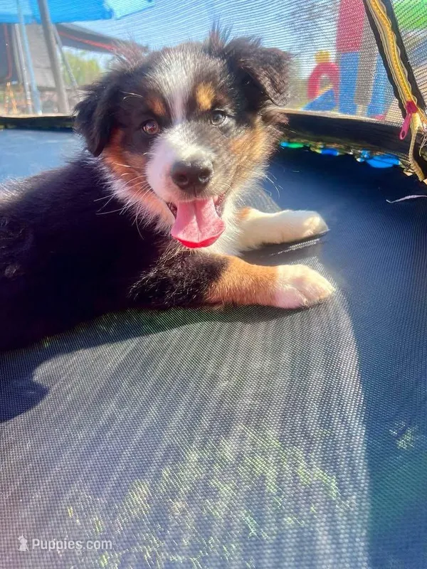 Thumper – Australian Shepherd puppy for sale in Willacoochee, GA