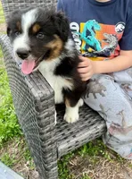 Thumper, a male Australian Shepherd for sale in Willacoochee, GA – Photo 2 of 4