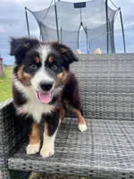 Thumper, a male Australian Shepherd for sale in Willacoochee, GA – Photo 4 of 4