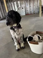 Leo, a male Double Doodle for sale in Nathalie, VA – Photo 4 of 4