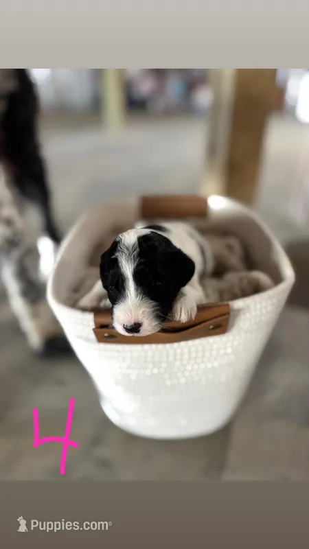 Leo – Double Doodle puppy for sale in Nathalie, VA