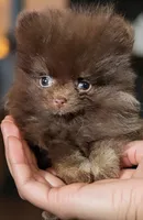 Pebbles *CHRISTMAS SPECIAL*, a female Pomeranian for sale in Spooner, WI – Photo 2 of 2