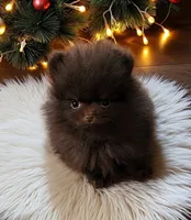 Pebbles *CHRISTMAS SPECIAL*, a female Pomeranian for sale in Spooner, WI – Photo 1 of 2