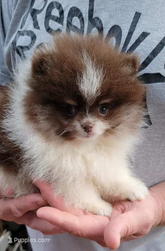 Justice – Pomeranian puppy for sale in Spooner, WI