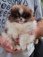 Justice, a male Pomeranian for sale in Spooner, WI – 2 of 10